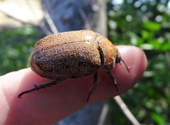 Anoplognathus velutinus