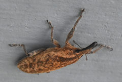 Lixus scrobicollis