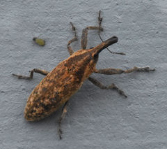 Lixus scrobicollis