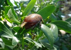 Anoplognathus velutinus