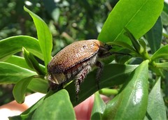 Anoplognathus velutinus