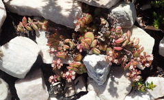 Crassula pellucida marginalis