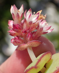 Crassula pellucida marginalis