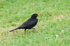 Turdus merula