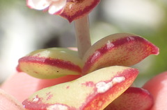 Crassula pellucida marginalis