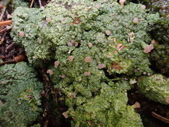 Baeomyces placophyllus