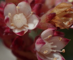 Crassula pellucida marginalis