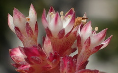 Crassula pellucida marginalis