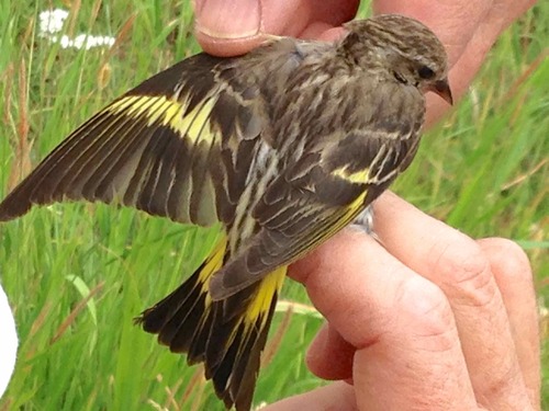 iNaturalist observation photo of Pine Siskin