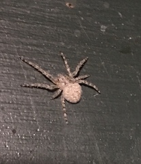 Araneus cavaticus