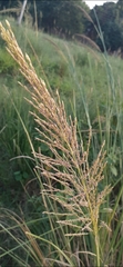 Poaceae