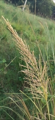 Poaceae