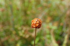 Xyris formosana