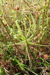 Drosera finlaysoniana