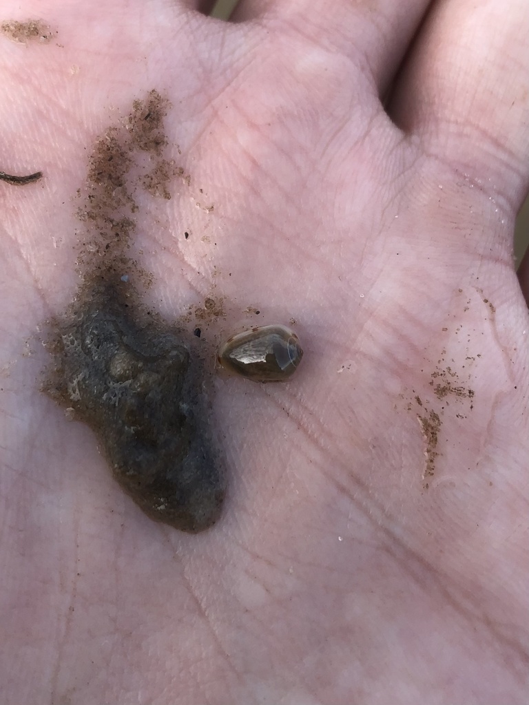 common Atlantic marginella