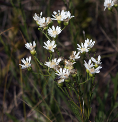 Solidago ptarmicoides