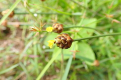 Xyris formosana