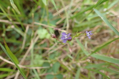 Lobelia alsinoides