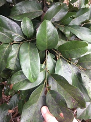 Cryptocarya onoprienkoana