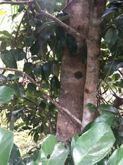 Cryptocarya onoprienkoana