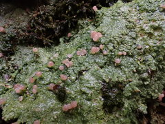 Baeomyces placophyllus