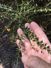 Daviesia umbellulata
