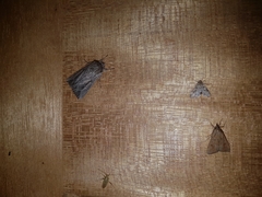 Hygraula nitens