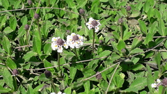 Phyla nodiflora minor