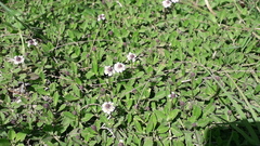 Phyla nodiflora minor