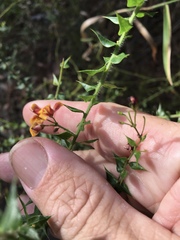 Daviesia umbellulata