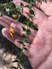 Daviesia umbellulata