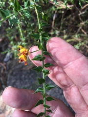 Daviesia umbellulata