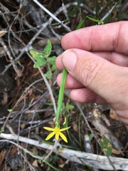 Tricoryne anceps