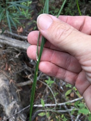 Tricoryne anceps