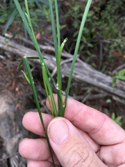 Tricoryne anceps
