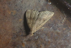 Phalaenostola eumelusalis