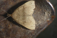 Phalaenostola eumelusalis