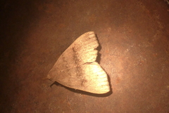 Phalaenostola eumelusalis