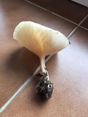 Clitocybe phyllophila