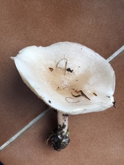 Clitocybe phyllophila