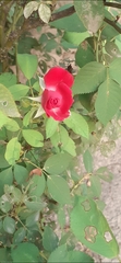 Rosa chinensis