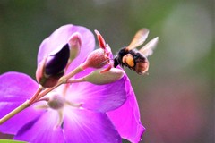 Bombus eximius