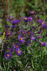 Symphyotrichum novae-angliae
