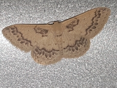 Idaea pseliota