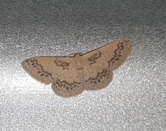 Idaea pseliota