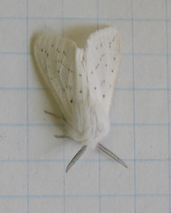 Spilosoma dubia