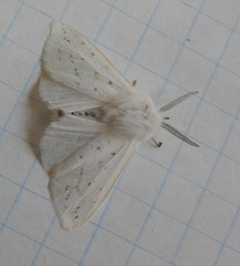 Spilosoma dubia