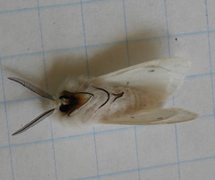 Spilosoma dubia
