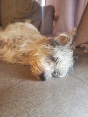 Canis familiaris