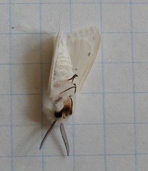 Spilosoma dubia